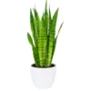 Snake Plant Indoor (Sansevieria)