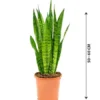 Snake Plant Indoor (Sansevieria)