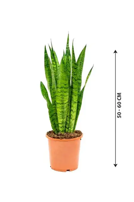 Snake Plant Indoor (Sansevieria)