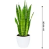 Snake Plant Indoor (Sansevieria)