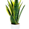 Snake Plant Indoor (Sansevieria)