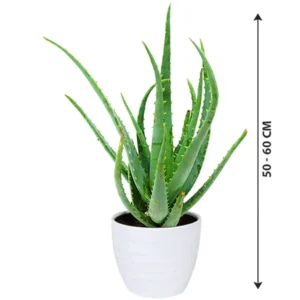 Aloe Vera - Indoor Plant