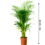 Areca Palm - Indoor Palm Plant