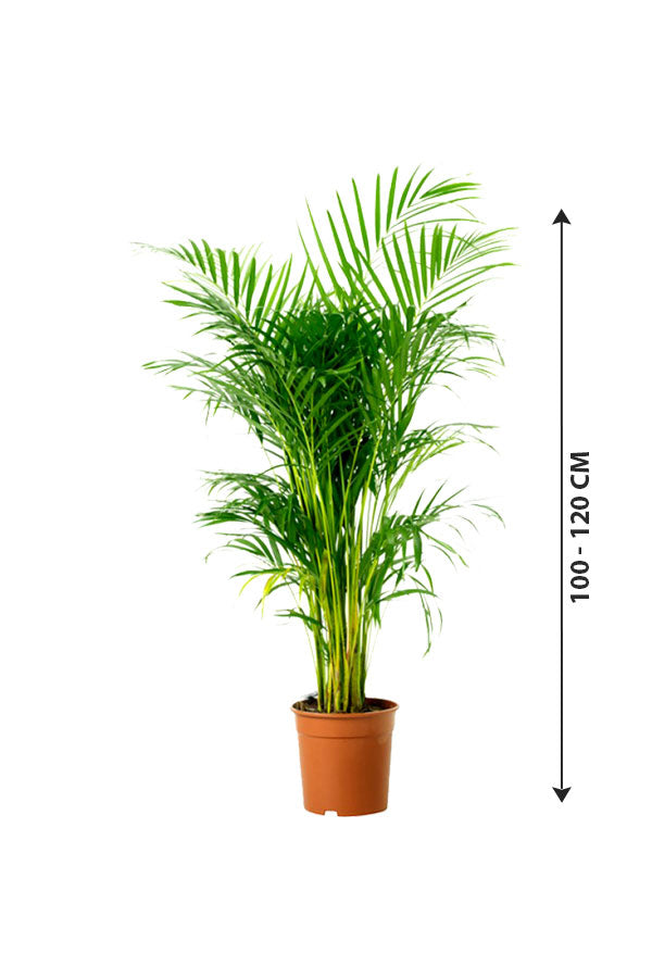 Areca Palm - Indoor Palm Plant