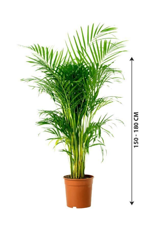 Areca Palm - Indoor Palm Plant