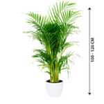 Areca Palm - Indoor Palm Plant