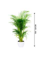 Areca Palm - Indoor Palm Plant