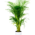 Areca Palm - Indoor Palm Plant