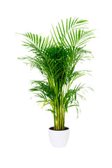 Areca Palm - Indoor Palm Plant