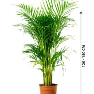 Areca Palm - Indoor Palm Plant