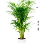 Areca Palm - Indoor Palm Plant