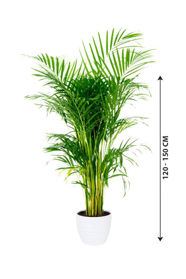 Areca Palm - Indoor Palm Plant