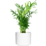 Bamboo Palm
