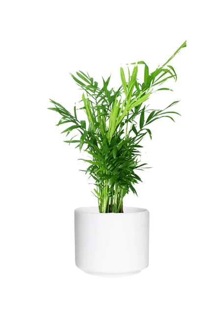 Bamboo Palm