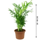 Bamboo Palm