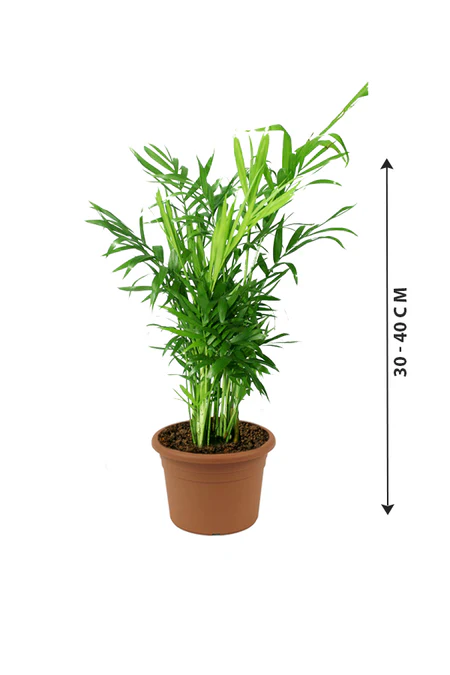 Bamboo Palm