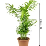 Bamboo Palm