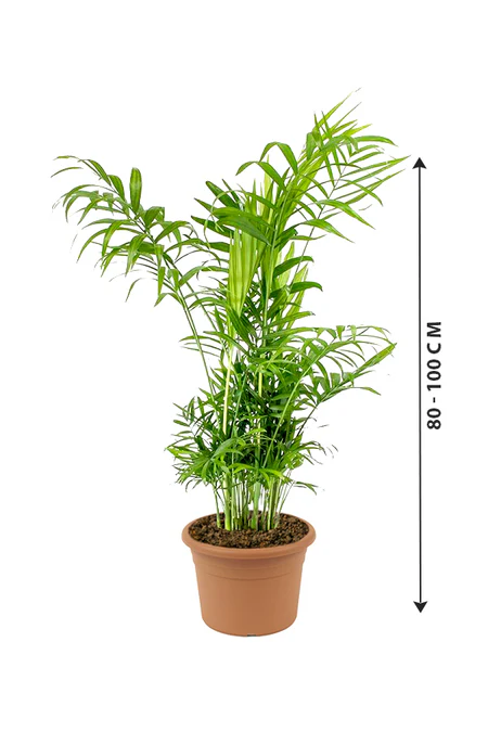Bamboo Palm