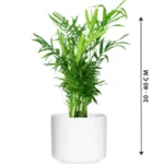 Bamboo Palm