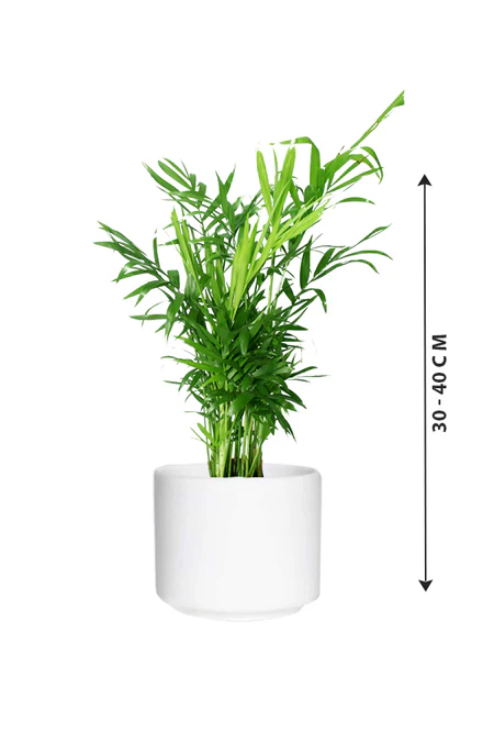 Bamboo Palm