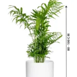 Bamboo Palm