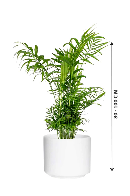 Bamboo Palm