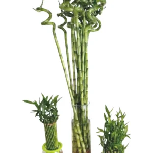 Lucky Bamboo Stick- Dracaena Sanderiana