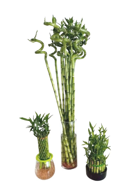 Lucky Bamboo Stick- Dracaena Sanderiana