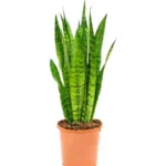 Snake Plant - Sansevieria Indoor Plant