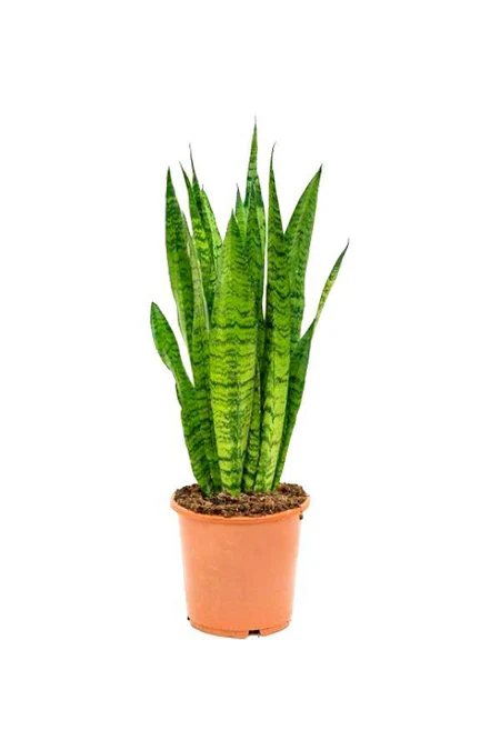 Snake Plant - Sansevieria Indoor Plant