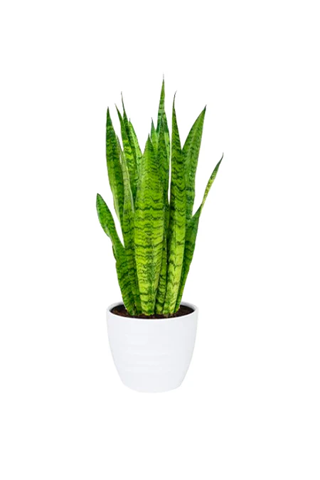 Snake Plant - Sansevieria Indoor Plant