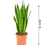 Snake Plant - Sansevieria Indoor Plant