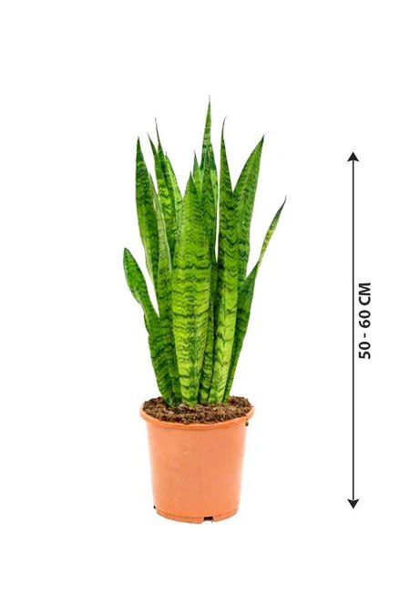 Snake Plant - Sansevieria Indoor Plant
