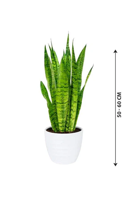 Snake Plant - Sansevieria Indoor Plant