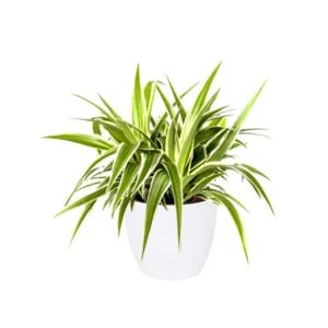 Spider Plant - Chlorophytum