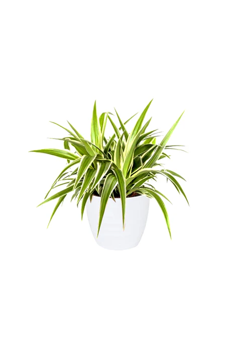 Spider Plant - Chlorophytum