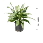 Aglaonema Silver Queen Indoor Plant