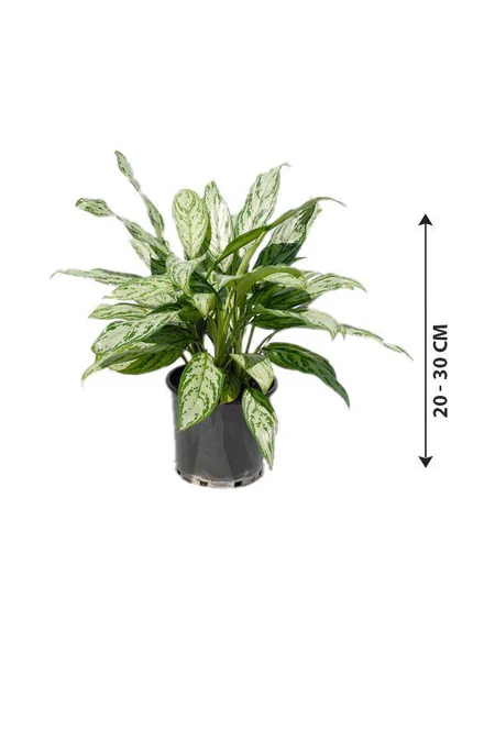 Aglaonema Silver Queen Indoor Plant