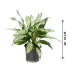 Aglaonema Silver Queen Indoor Plant