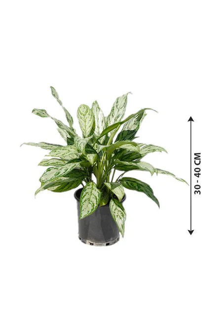 Aglaonema Silver Queen Indoor Plant