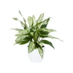 Aglaonema Silver Queen Indoor Plant