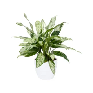 Aglaonema Silver Queen Indoor Plant