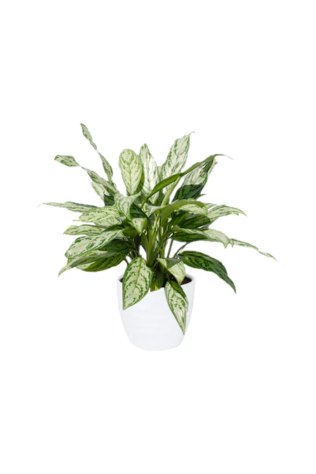 Aglaonema Silver Queen Indoor Plant