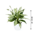 Aglaonema Silver Queen Indoor Plant