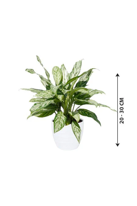 Aglaonema Silver Queen Indoor Plant