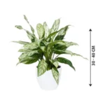Aglaonema Silver Queen Indoor Plant