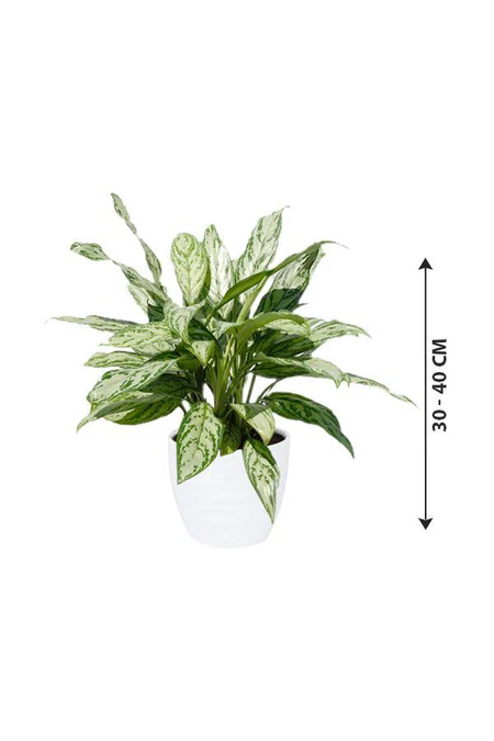 Aglaonema Silver Queen Indoor Plant