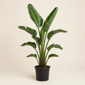 Bird of Paradise (Strelitzia nicolai) with tall tropical leaves in nursery pot — buy online in Dubai, UAE | WS Plant