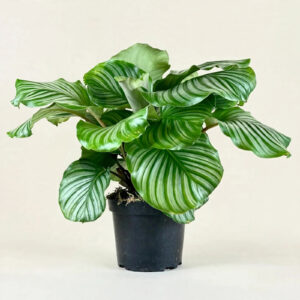Calathea Orbifolia with silver-striped leaves in nursery pot — buy online in Dubai, UAE | WS Plant