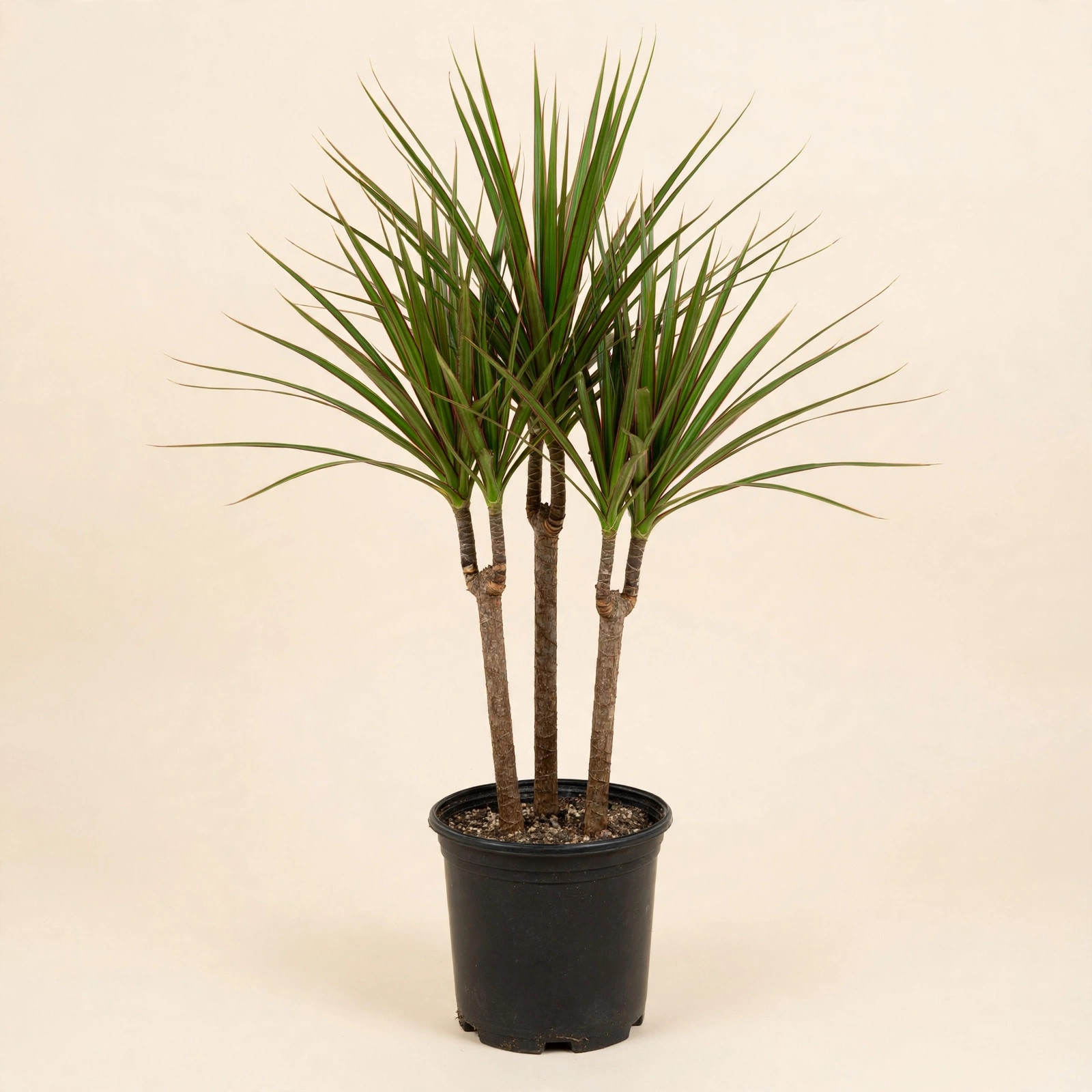 Dracaena Marginata (Madagascar dragon tree) in nursery pot — buy online in Dubai, UAE | WS Plant
